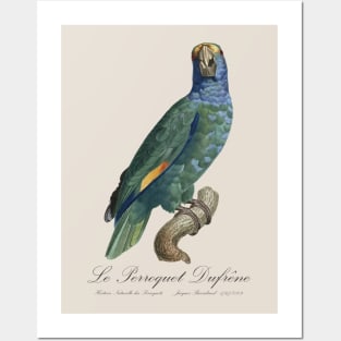 Blue-Cheeked Amazon Parrot or Dufresne Parrot - 19th century Jacques Barraband Illustration Posters and Art